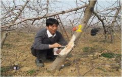 四種蘋(píng)果樹(shù)主要病害防治要點(diǎn):蘋(píng)果樹(shù)腐爛病等