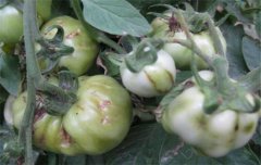 番茄病蟲(chóng)害防治：番茄病毒病、青枯病等