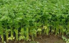 芹菜栽培技術(shù)要點(diǎn)：如何育苗、定植與田間管理