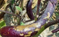 茄子病蟲害防治：茄子綿疫病、褐紋病、地老虎