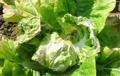 大白菜病蟲害防治：白菜病毒病、霜霉病等
