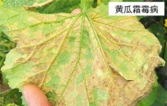 黃瓜病蟲害防治：黃瓜霜霉病、白粉病、紅蜘蛛