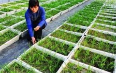 韭菜種植和管理的步驟：育苗、定植與田間管理