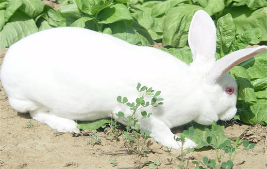 兔病毒性出血癥的預(yù)防