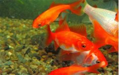 金魚的種類可分為草金魚、龍睛魚、文魚和蛋魚