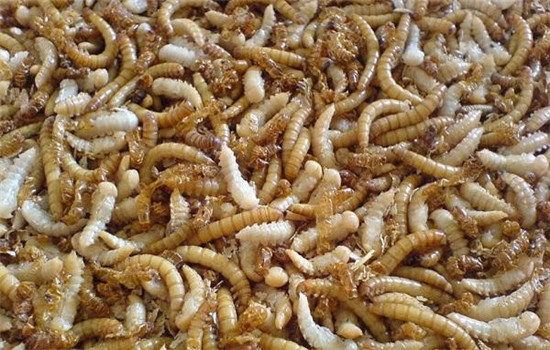 黃粉蟲的飼養(yǎng)管理