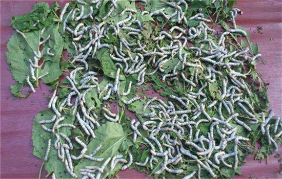 保溫、保濕、保苗