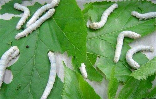 精選良桑，看蠶喂桑