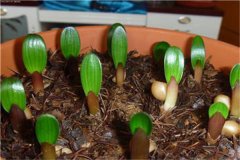 盆栽君子蘭養(yǎng)殖關(guān)鍵技術(shù)，君子蘭盆栽怎么養(yǎng)