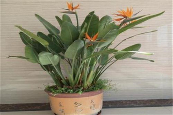 盆栽鶴望蘭要調節(jié)好光照