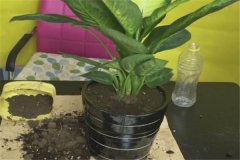 盆栽萬年青要怎么養(yǎng)才長得好,需記住四點