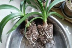 盆栽朱頂紅用什么土，朱頂紅盆栽關鍵技術要點