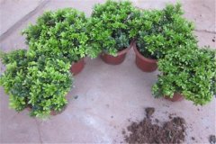 米蘭盆栽怎么養(yǎng)，為你講解盆栽米蘭的關(guān)鍵技術(shù)