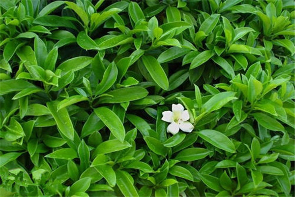 非洲茉莉的生態(tài)習性