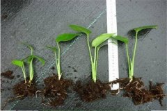 盆栽龜背竹花怎么養(yǎng)？龜背竹盆栽技術(shù)要點