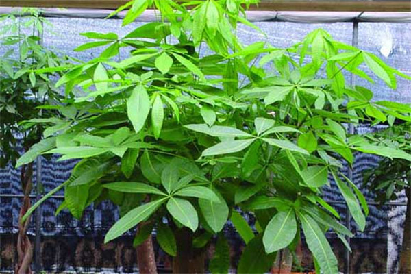 養(yǎng)殖發(fā)財樹如何澆水