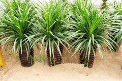 龍血樹的養(yǎng)殖方法和注意事項：盆土、澆水、修