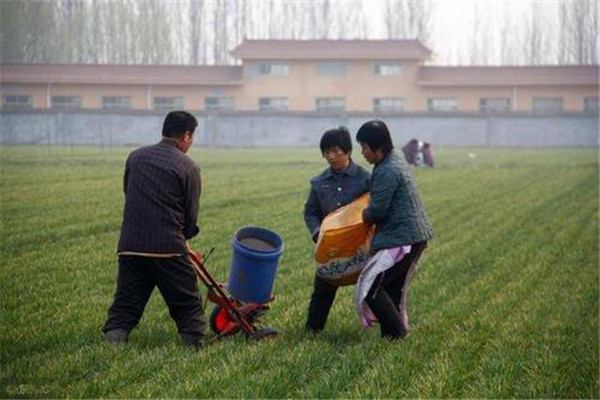 施好春肥，防早衰