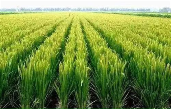 合理密植，插足基本苗