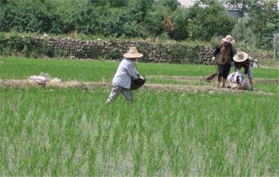 配方施肥，增施磷、鉀、肥