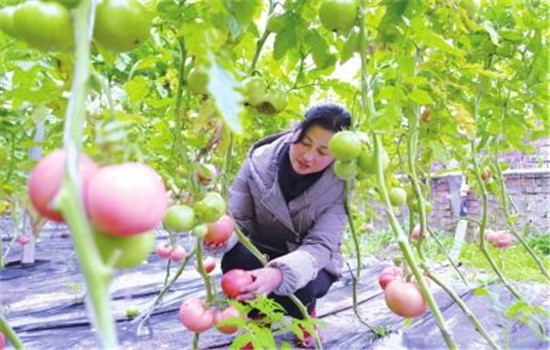 把握好早、中、晚熟品種的搭配