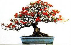 火棘如何盆栽？講述火棘種植的那些細(xì)節(jié)問(wèn)題