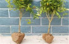 金橘盆栽怎么養(yǎng) 盆栽金桔的種植方法和管理要點