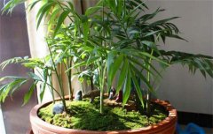 袖珍椰子盆栽技術：換土方法與澆水、施肥要點