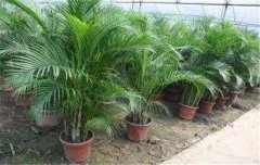 散尾葵好養(yǎng)嗎？散尾葵的養(yǎng)殖方法和注意事項