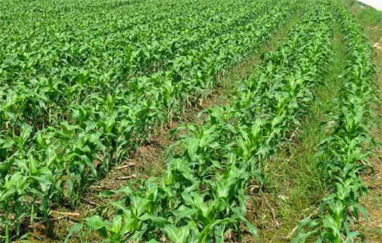 協(xié)調(diào)畝穗數(shù)、穗粒數(shù)和粒重的關(guān)系