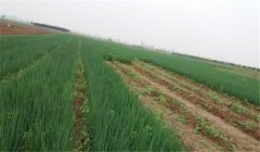 如何進(jìn)行溫室細(xì)香蔥水培栽培？