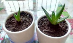 蘆薈怎么養(yǎng)才長得好、才能更旺盛？