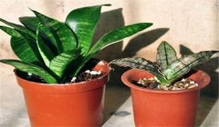 虎皮蘭多久澆一次水？虎皮蘭盆栽關(guān)鍵技術(shù)