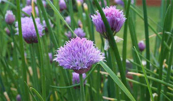 細(xì)香蔥對(duì)生長環(huán)境的要求