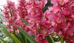 大花蕙蘭什么時(shí)候開花，如何養(yǎng)護(hù)與管理