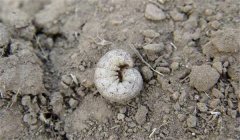 地老虎的防治辦法、習(xí)性與為害特點(diǎn)