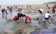 怎么抓螃蟹，告訴你抓螃蟹的五種方法