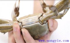 如何挑選河蟹、怎么保存 買來后能放多長時間