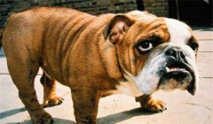 斗牛犬怎么訓(xùn)練定點大小便，如何正確飼養(yǎng)？