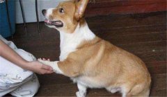 怎么訓(xùn)練狗狗臥下？犬“臥下”動作的調(diào)教方法