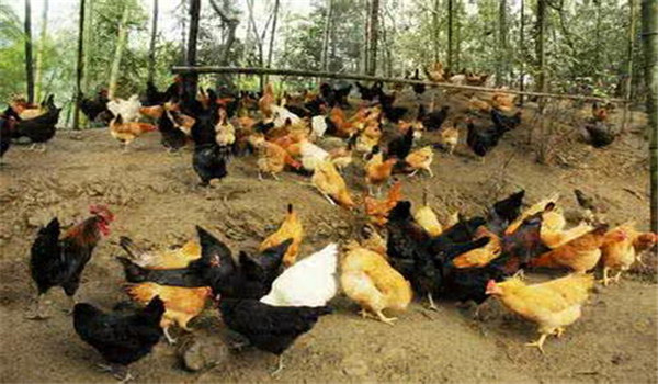 減少鈣、磷供應(yīng)