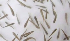 魚(yú)苗放養(yǎng)密度多少合適，需注意什么？
