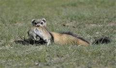 艾虎養(yǎng)殖技術(shù)：飼養(yǎng)艾虎對(duì)環(huán)境有哪些要求？