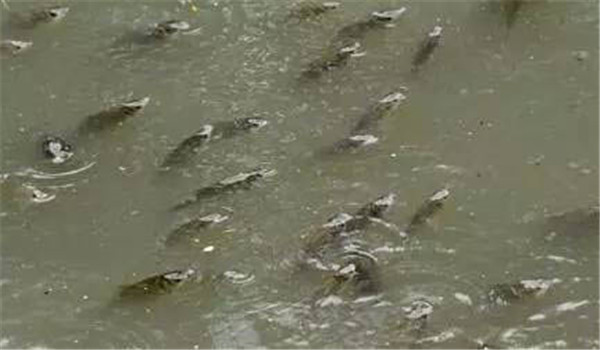 防止魚浮頭的措施