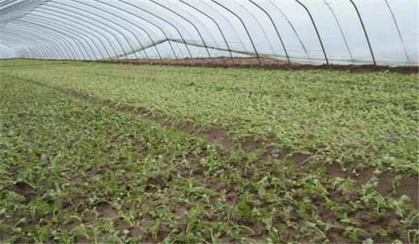 施肥、整地、定植