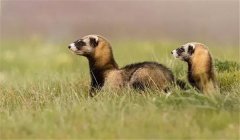 艾虎在不同時期對飼料有何要求？