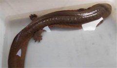 娃娃魚可以吃嗎？人工養(yǎng)殖的娃娃魚可以吃喲！