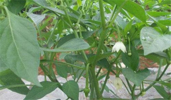 合理施肥、嚴(yán)控肥水