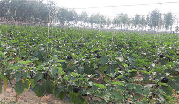 整廂、施肥、定植