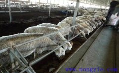 羊主要吃什么飼料、牧草 羊的飼養(yǎng)管理注意什么